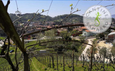 11 TOUR TRA LE CANTINE (Bosoni, Federici e Ramarro)